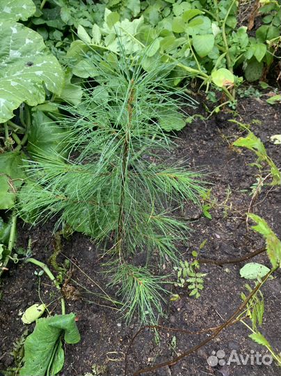 Можжевельник,спирея,пихта,ель,рябина, кедр