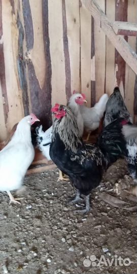 Петухи породистые