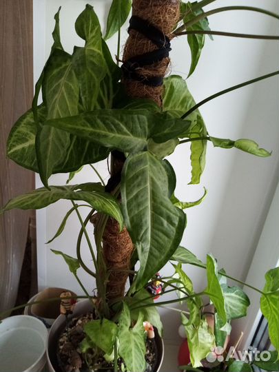 Комнатные цветы