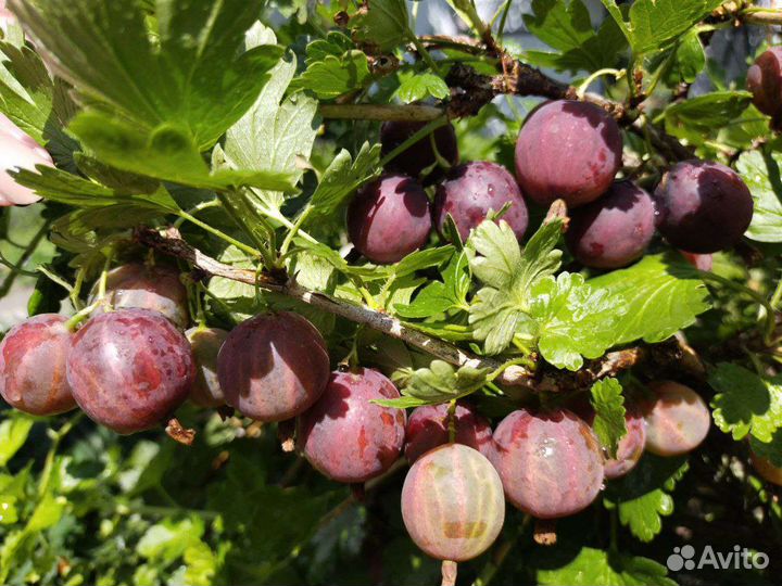 Саженцы красного крупного крыжовника, зкс