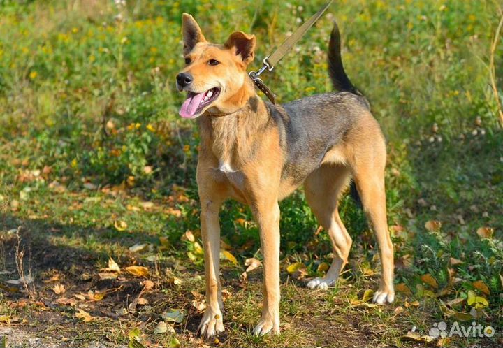 Хорошей собаке очень нужен дом