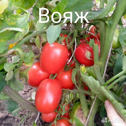 Семена помидор,тыква,огурец,цукини,баклажан