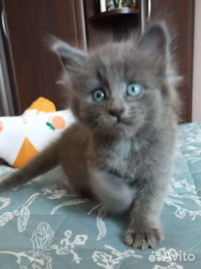 Антистрессы