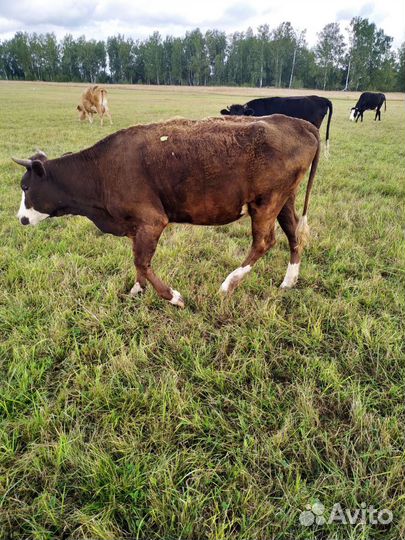 Тёлки бычки