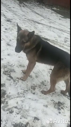 Немецка овчарка Айк