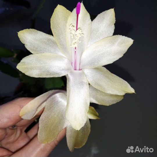 Декабрист Шлюмбергера Зигокактус