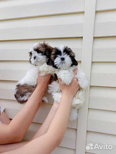 Ши-тцу девочка