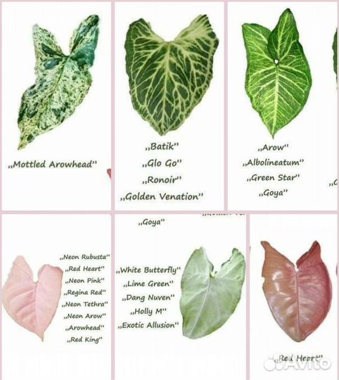 Сингониумы сортовые в ассортименте,комнатные цветы