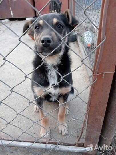 Щенок девочка