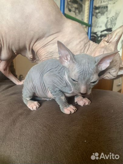 Донской сфинкс котята