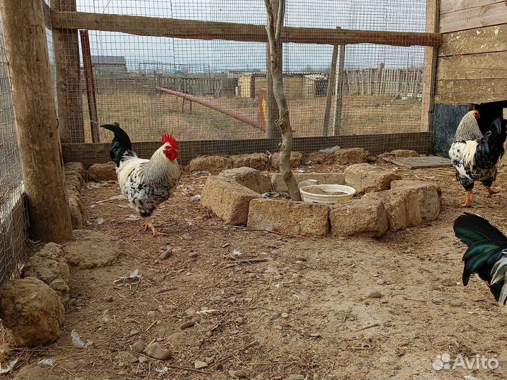 Куры петухи