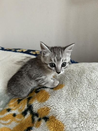 Котенок мальчик от британской кошки