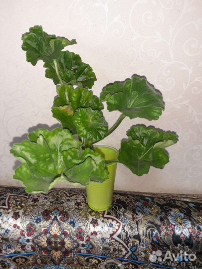 Пеларгония тюльпановидная