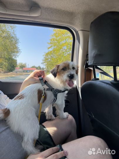 Джек рассел терьер для вязки