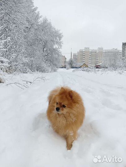 Немецкий шпиц вязка