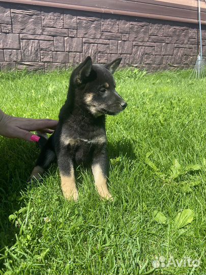 Собаки сиба ину щенки