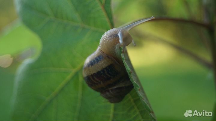 Helix aspersa Muller. Улитка Мюллер. Улитка Мюллер фото. Печень улитки Muller, 30 г. Улитка 200