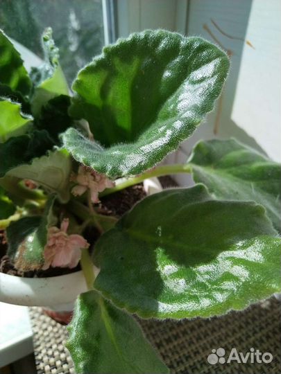 Фиалка цветущая