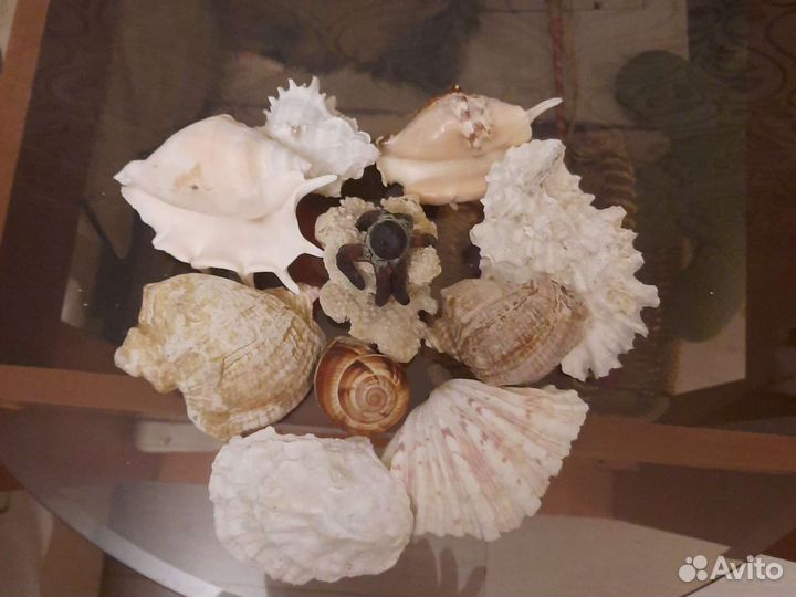 Ракушки для аквариума или для интерьера