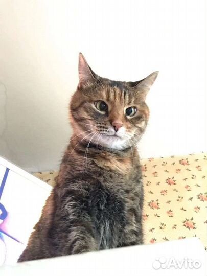 Кошка в добрые руки