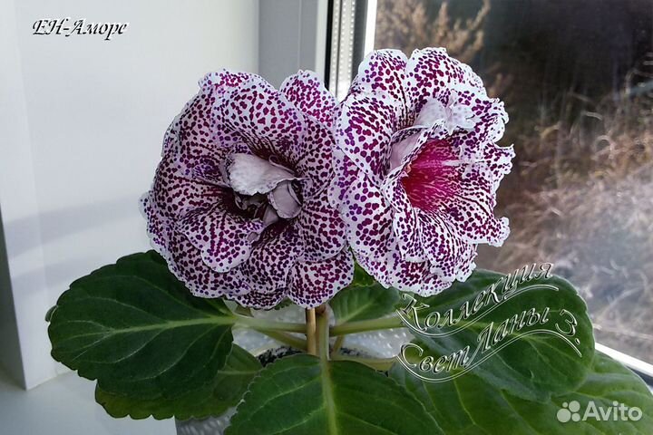 Глоксинии сортовые /лист