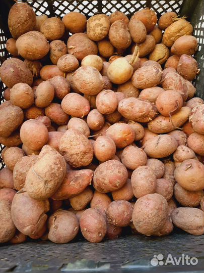 Рассада клещевины