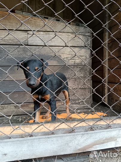 Ягдтерьер рабочий