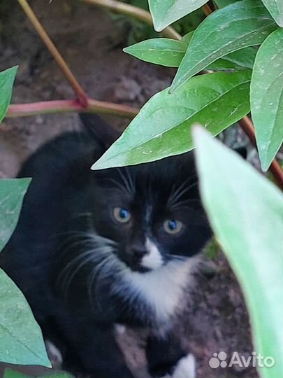 Котёнку нужен дом