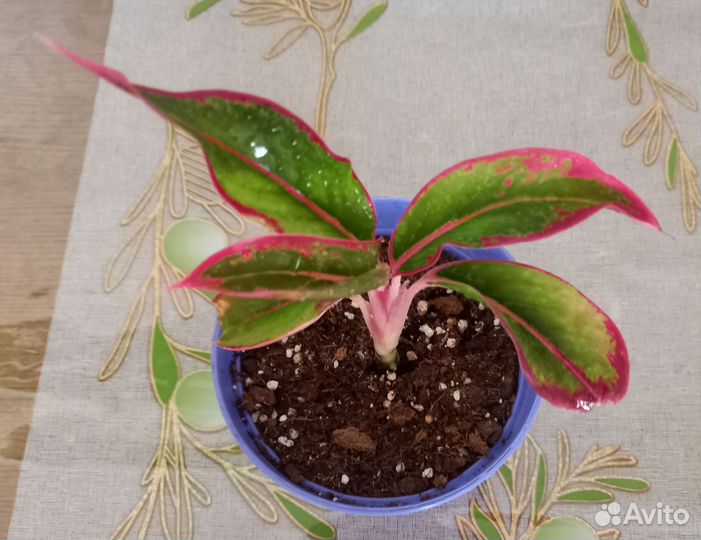 Аглаонема Крит