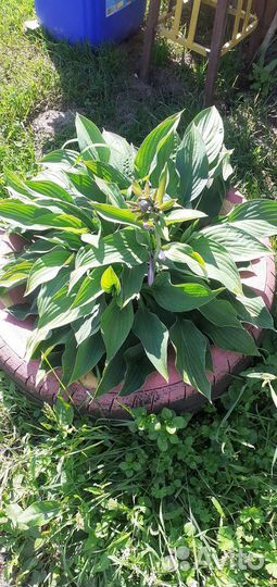 Цветы многолетники