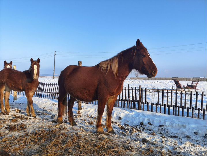 Продам кобылу и жеребушку