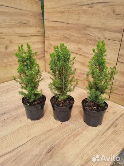 Ель канадская Коника С1