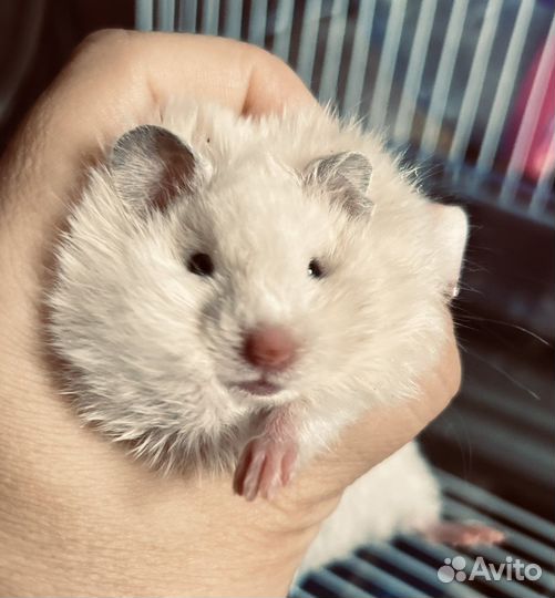 Сирийский хомяк