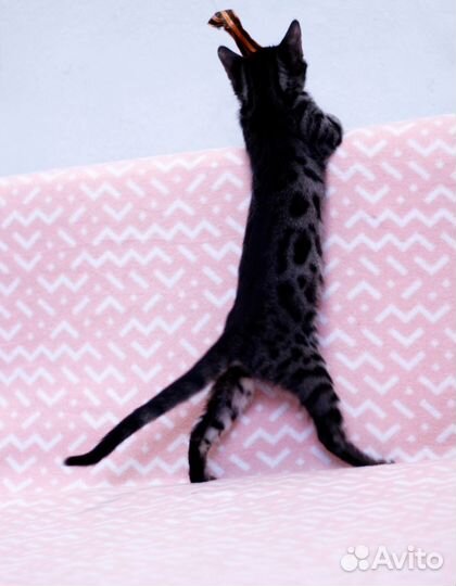 Черные бенгалы (угольный окрас)