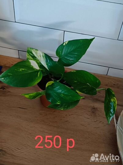 Сциндапсус