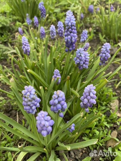 Растения для сада мускари