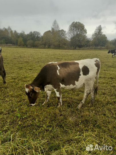 Телки стельные