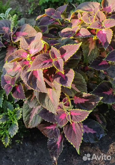 Колеусы вегетативные