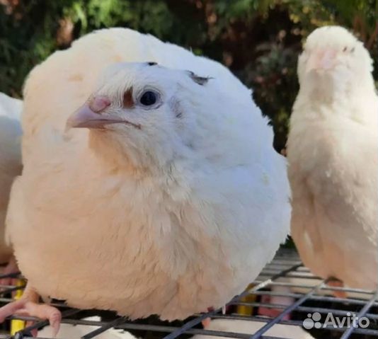 Яйцо перепелиное инкубационное 12 пород