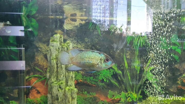 Цихлиды и сомы