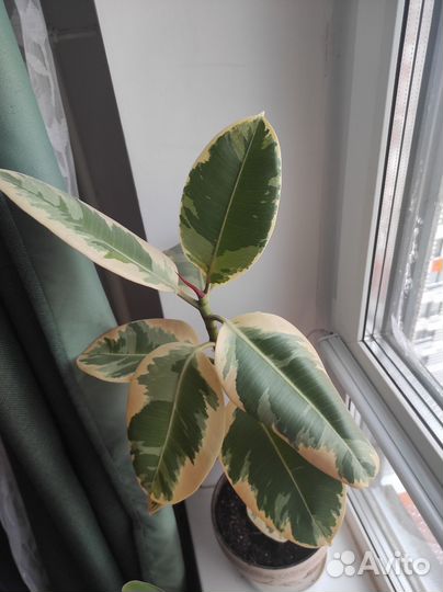 Фикус эластика