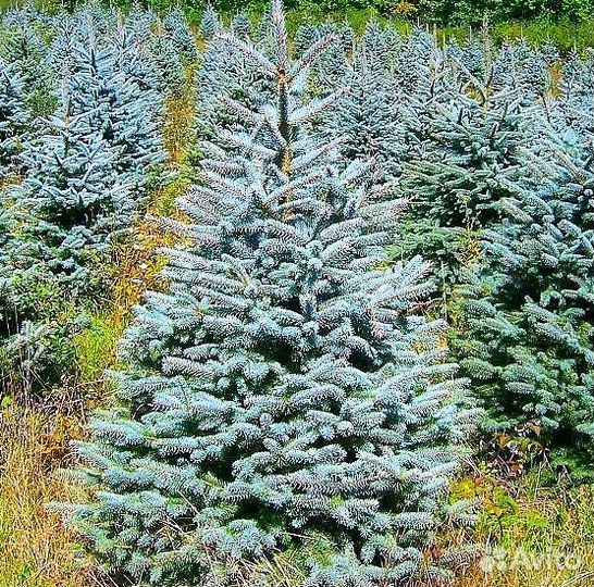 Ель голубая