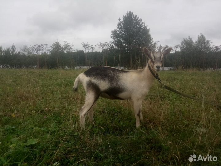 Альпийские козлята