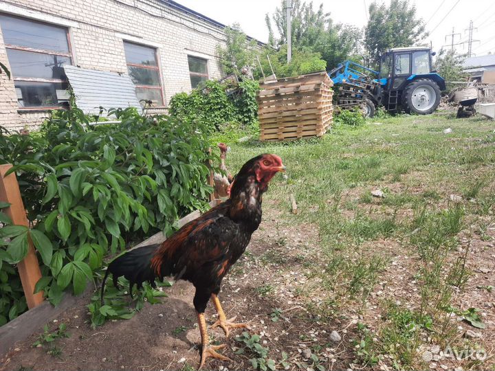 Бойцовский петух