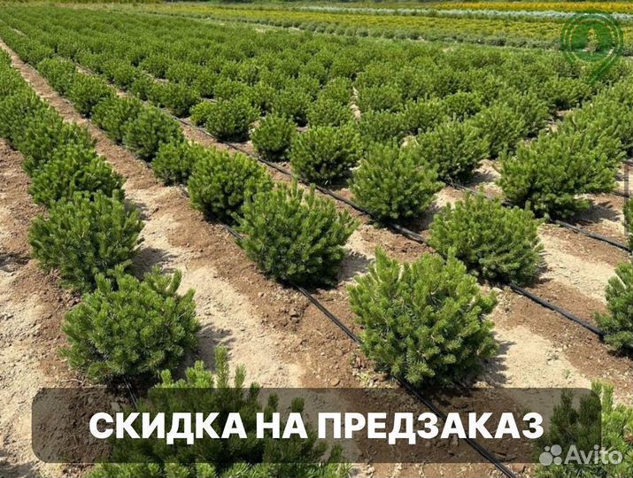 Туя смарагд