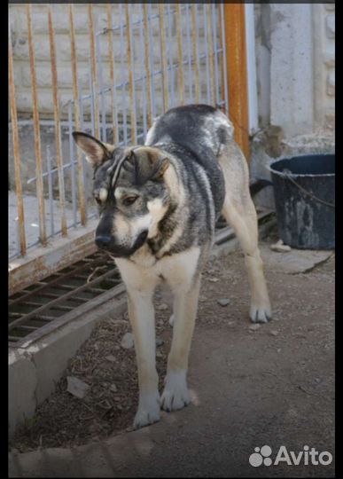 Собака бесплатно