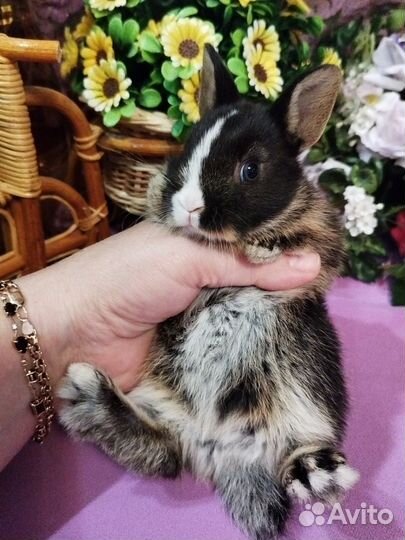 Карликовые кролики. Мини. От заводчика