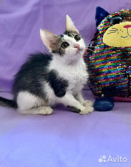 Котенок в дар бесплатно