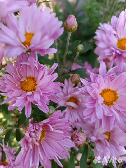 Хризантема кустовая саженцы