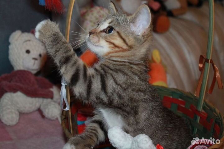 Кошечка в дар